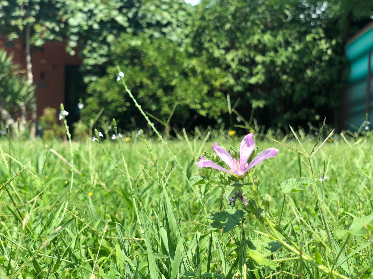 Apartmani Pavicevic Podgorica Bagian luar foto